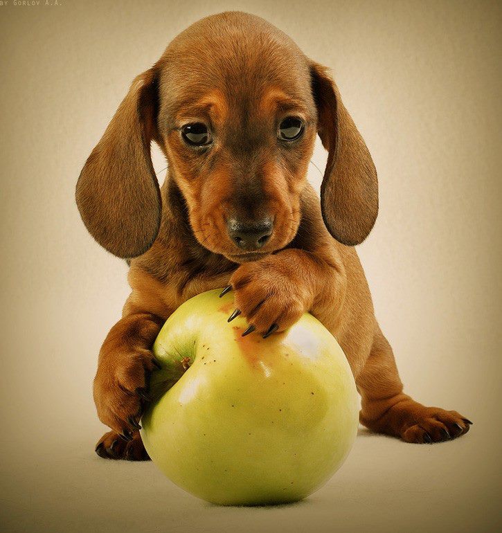 Ez az én almám, nem adom...