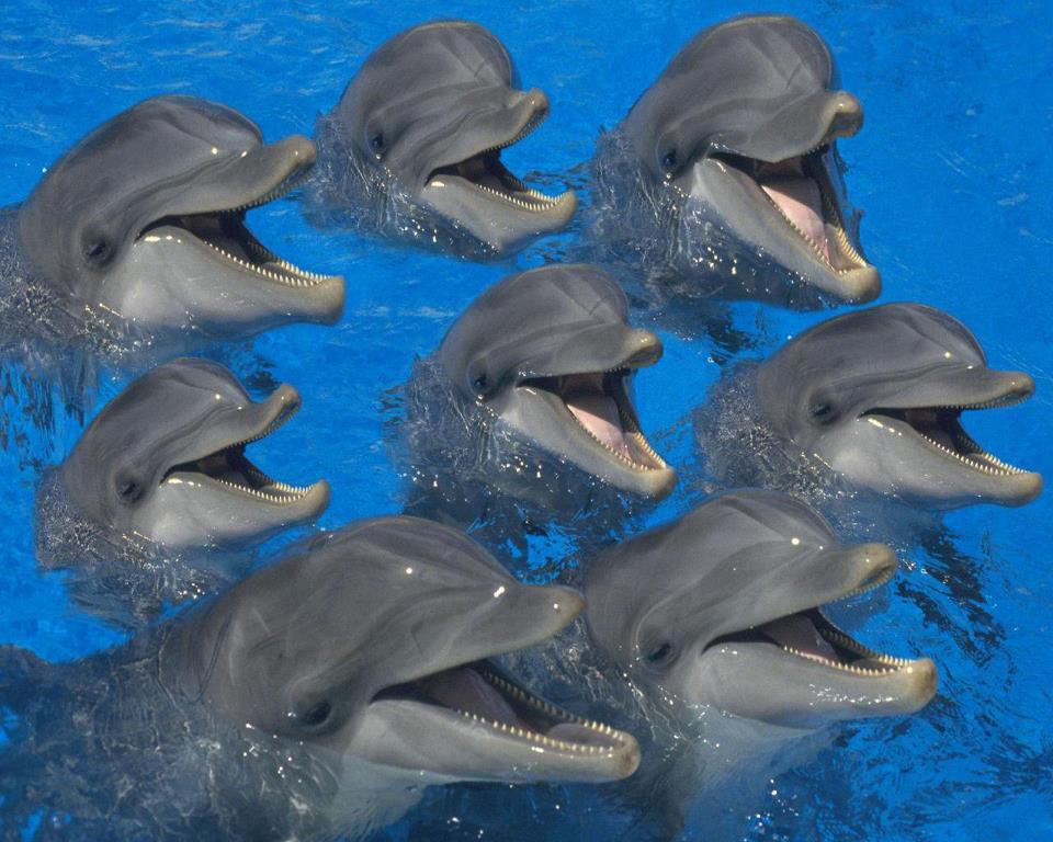 delfinkék