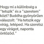 Tetszik vagy szeretem?
