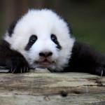 itt vagyok ragyogok a panda maci Én vagyok