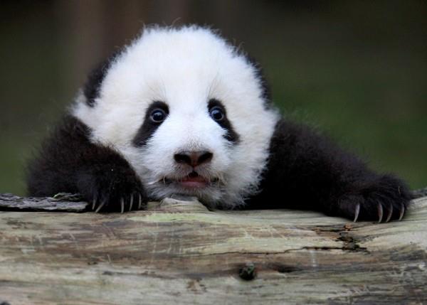 itt vagyok ragyogok a panda maci Én vagyok