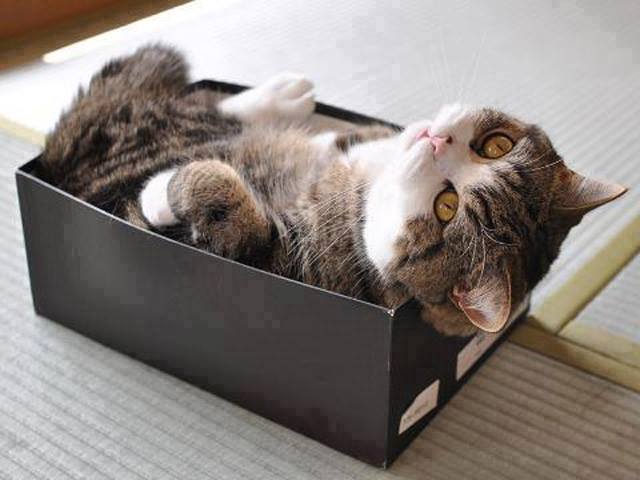 Egy doboz cica