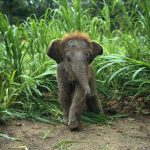 baby elefánt