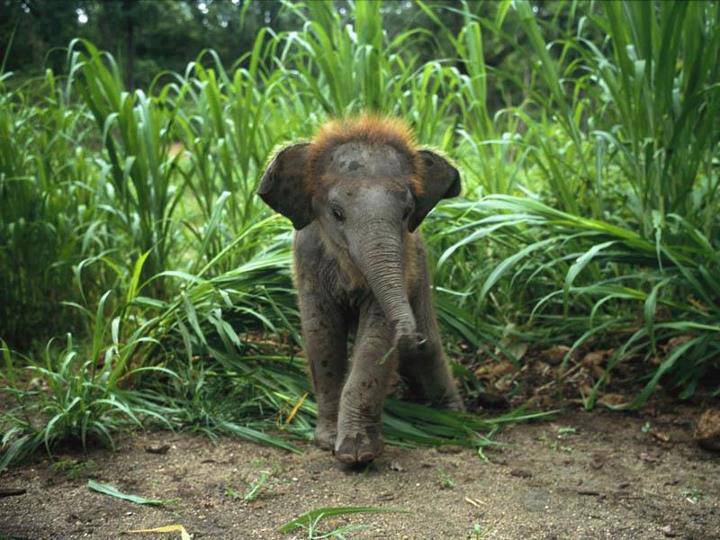 baby elefánt